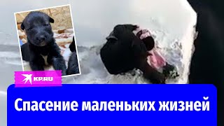 В Челябинской области спасли шесть щенят, выброшенных в ледяную воду