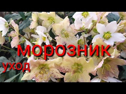 Видео: Выращивание морозника: как ухаживать за морозником