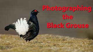 I photograph Black grouse from the car window in Northern England using the Om1-m2 & 150-400 lens
