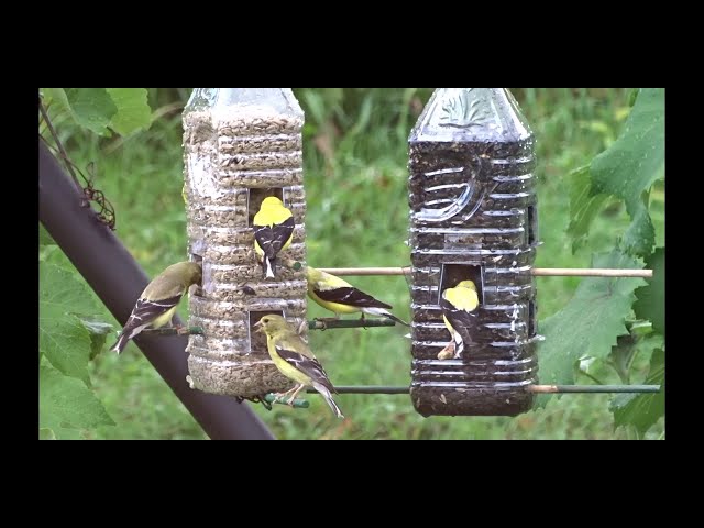 Fabriquer une Mangeoire pour Oiseaux à grand réservoir - 6 Étapes