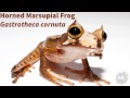 World's Weirdest Frogs! 5 Weird Animal Facts - Ep. 30 : AnimalBytesTV