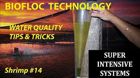 INTENSIVE SHRIMP BIOFLOC SYSTEMS - WATER QUALITY  #14 | #FISH