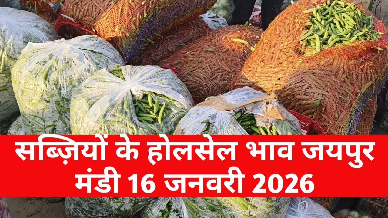 16 जनवरी 2026 सब्जियों का भाव | जयपुर सब्जी भाव | सब्ज़ियों के भाव जयपुर / vegetable market Jaipur