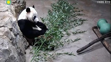 Flight to China nears for giant panda in DC