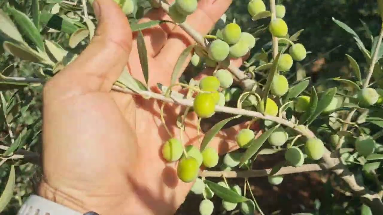شاهد كيف أصبح كرم الزيتون الإسباني بعد 5 سنوات | Spanish olives with intensive way. ( الجزء 3 )