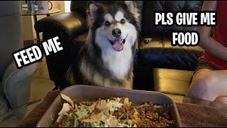 What A Begging Husky Looks Like Dog Reactions