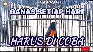 Download Lagu MURAI BATU TERIAKAN KERAS, SUNSET MEMBUAT PLONG KELUARKAN SUARA MEWAH MP3