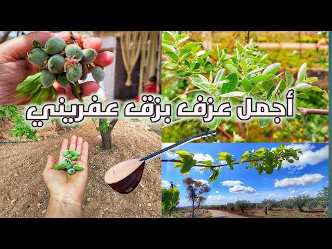 أجمل جولة في طبيعة ريف عفرين مع عزف بزق عفريني بشير اوسو م