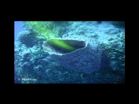 Sponges on Florida Coral Reefs