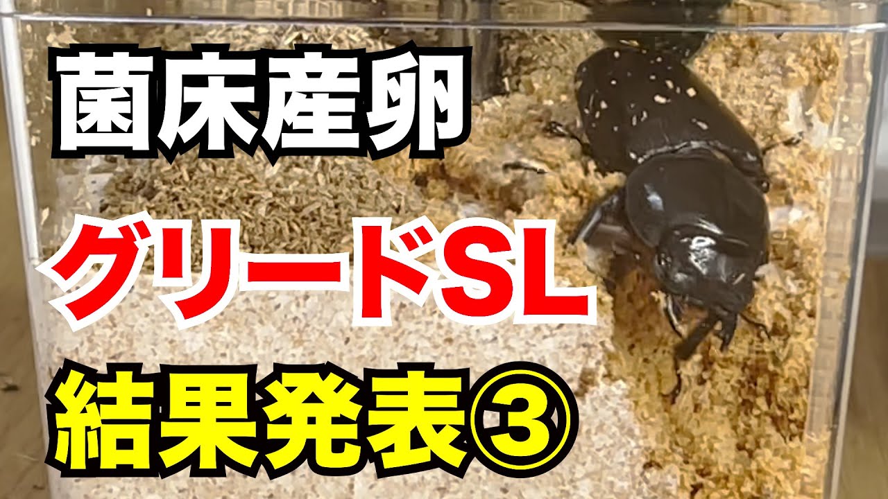 【夢のオオクワガタへの道】2022 能勢YG 菌床産卵 グリードSL 産卵結果