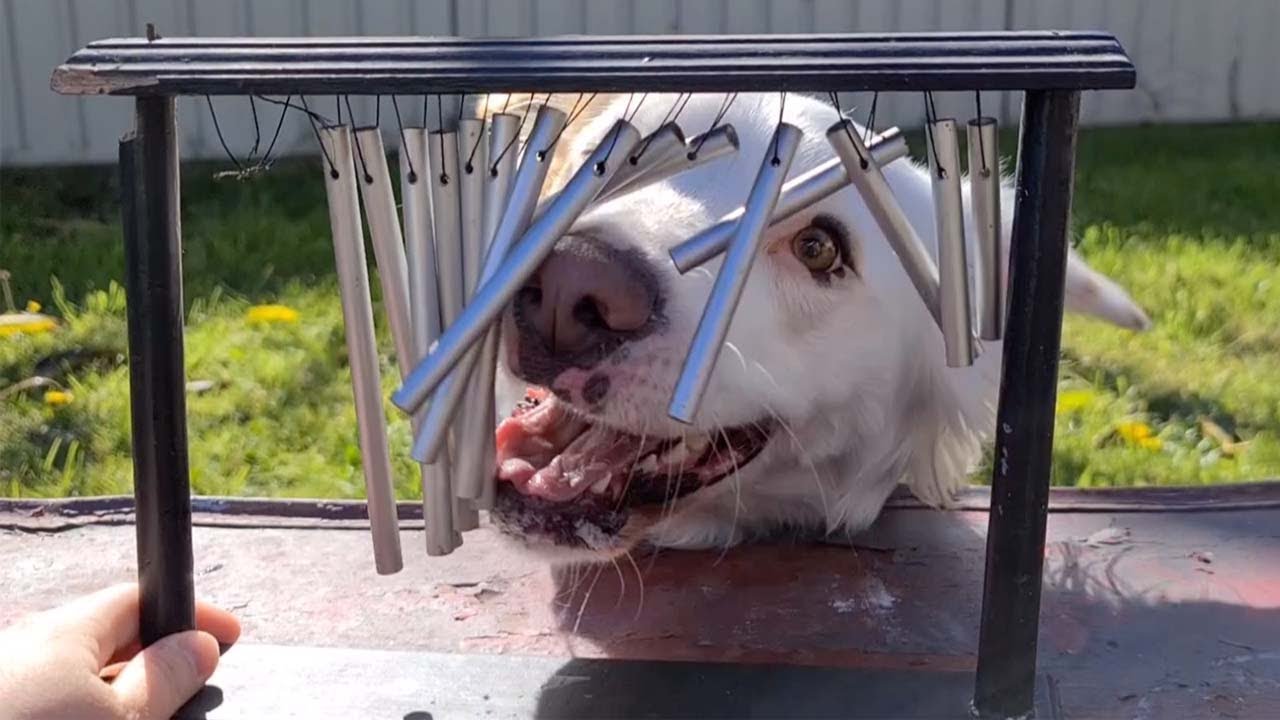 Adorable Dog Is Obsessed With Wind Chimes