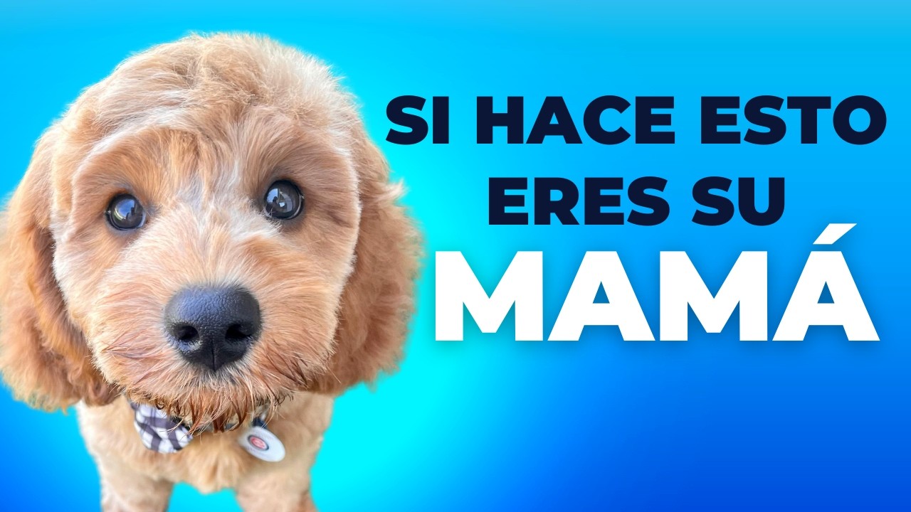 5 SEÑALES de que tu PERRO TE VE CÓMO MAMÁ (Cómo Reconocerlas)