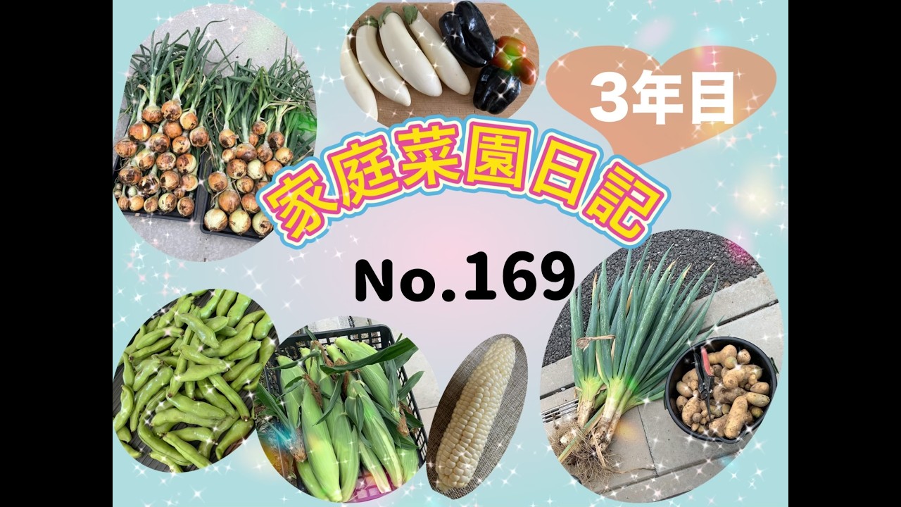 家庭菜園１６９【にんにく植え付け】