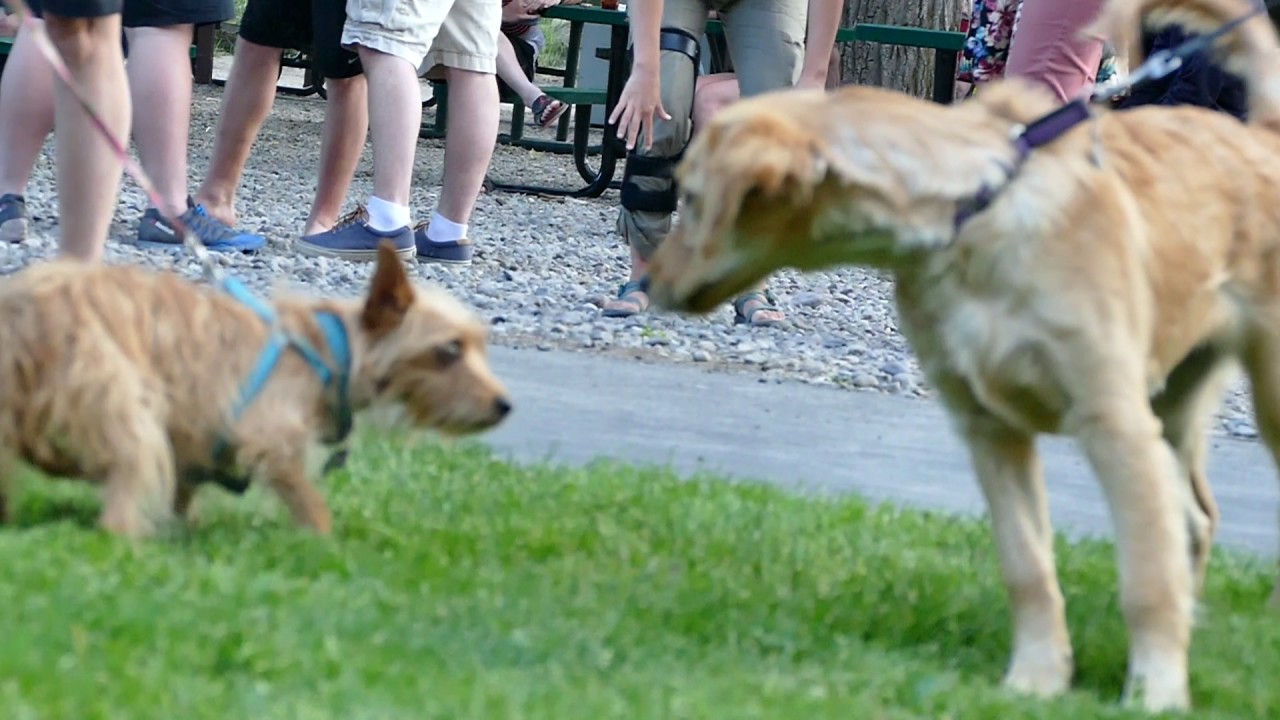 Music in the park! (Ouray, Colorado) YouTube