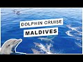 Dolphin Cruise in MALDIVES | The Journeys Collection