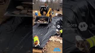 Cats Build Fish Pond Beta Brains