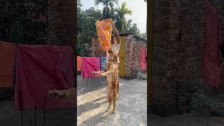 #shorts #shortsfeed #shortsviral #funny #driftphonk #dog #goldenretriever #comedy