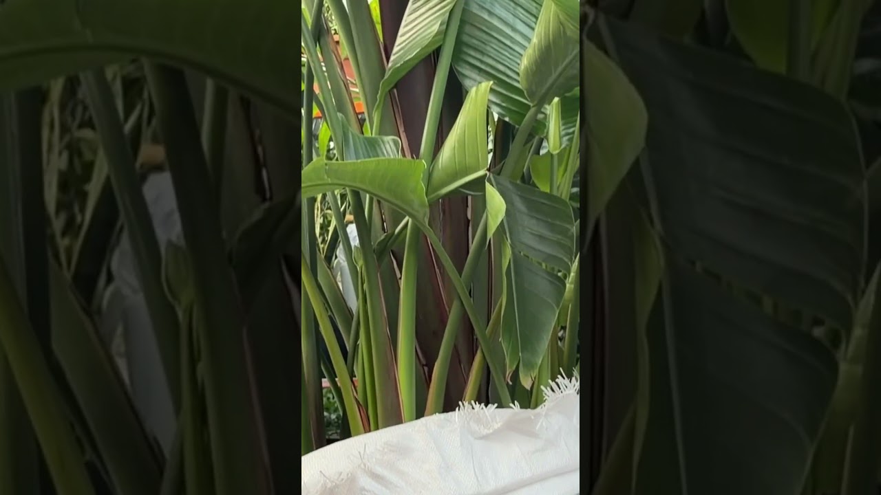 Big Bird of Paradise  