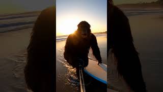 Big Foot goes surfing! #animals #funny #bigfoot #bigfootvlog #lol #surf