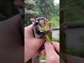 Xiaomi Flying Squirrel Pet Store .eating cute