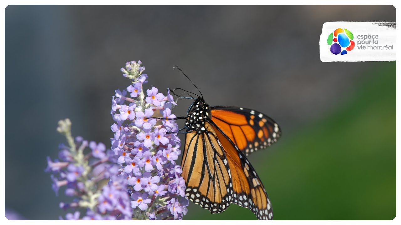 How to create a Monarch Oasis - YouTube