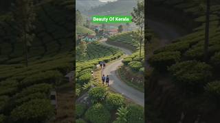 Beauty Of Munnar Kerala! Kerala🌾🌾 Monsoon Season kishan Farming I Realistic Videos #viral #new#flut