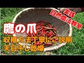 鷹の爪　収穫方法を丁寧にご説明＆天日干し乾燥　＜実践自然農法教室＞
