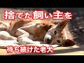 河川敷に置き去りにされた老犬との短い時の記録