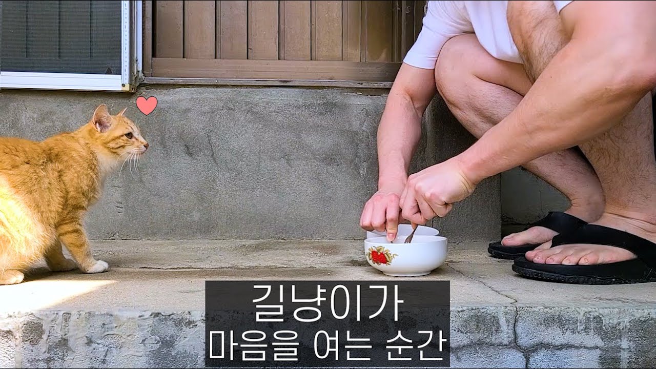 길냥이가 사람을 믿게 된 순간