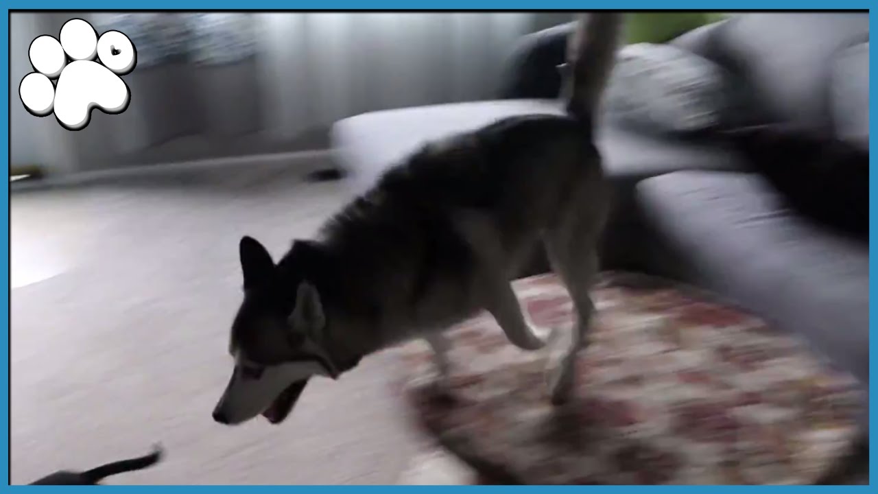 HUSKY DOES CRAZY ZOOMIES! YouTube