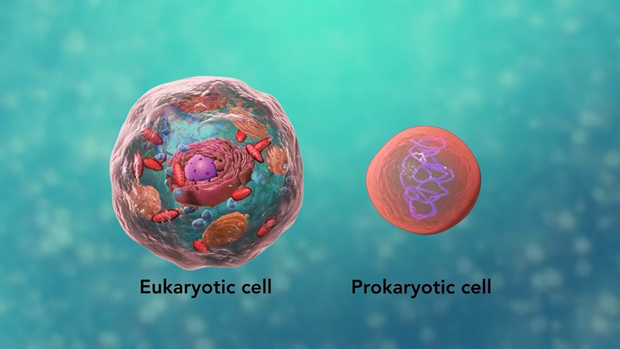 cell tour video