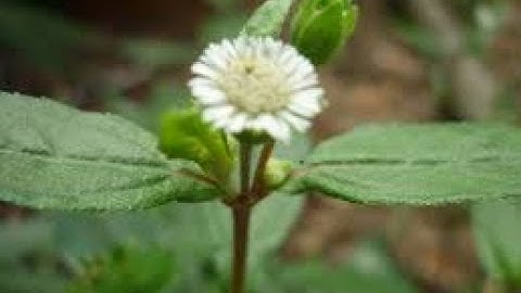 Bài thuốc độc đáo chữa suy thận bằng cây cỏ mực và đâu đen  hiệu quả bất ngờ