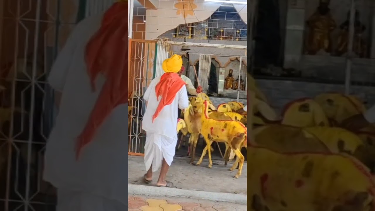 मेंढ्यांनी घातला धुमाकुळ #सांगोलकर