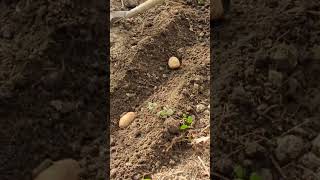 SPUDS! SPUDS! PLANTING the SPUDS!