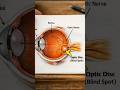 There’s a Hole in Your Vision — You Just Can’t See It
