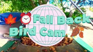 🍁⏰Fall Back Bird Cam🍂 #asmr #birds #birdsong #birdwatch #birdsounds 
