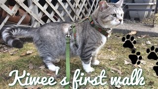Cat harness training - Kiwee goes into the wild! (aka backyard)