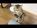 本当は飼い主に甘えたいツンデレ凶暴猫... まとめ