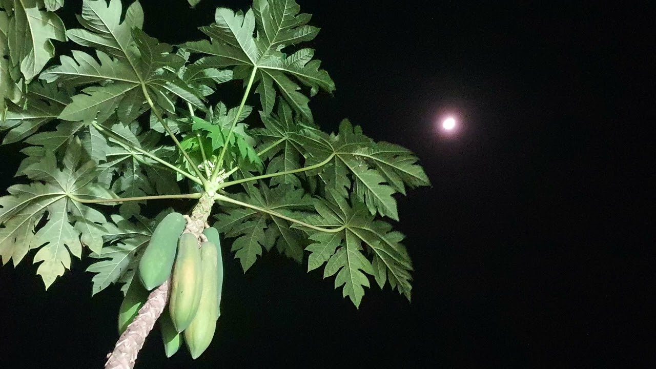 The sounds of kingkuk and insects | Relaxing Nature Ambience at night | Khoeurn Nature Sounds