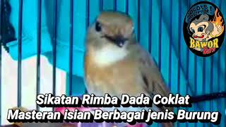 Sikatan Rimba Dada Coklat SRDC Cocok buat isian Berbagai jenis burung Jawara