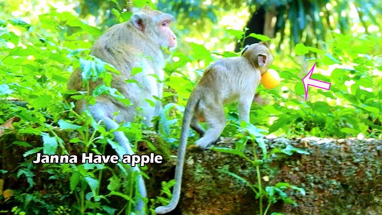 Janna not kind with Jane | Poor girl Janna carry big apple run scare Jane grabbing from her