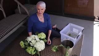 How to love your hydrangeas - and make them last for weeks! | Fran Berger