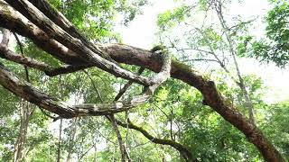 បរសទករចប-Krachap Temple Short Clip