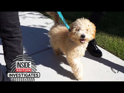 Video: Pet Scoop: 7 Rehabbed Manatees Released, Calif. Dog 3 jaar vermist Gevonden in Florida