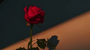 Can I call you Rose, By :Thee Sacred Souls Lyrics