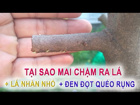 Video tại sao mai chậm ra rá - ra lá nhăn - đen đọt rụng lá... - youtube