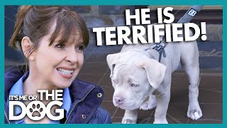 Pampered Puppy Terrified of going Outside | It's Me or The Dog