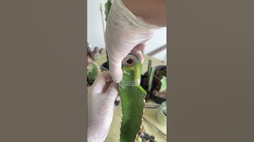 cactus graft