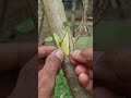 unique grafting #grafting #fruit #bonsai #nature
