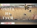 Охота на гуся! СОВЕТЫ  - Videoohota